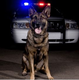 K-9 Critical Issues
